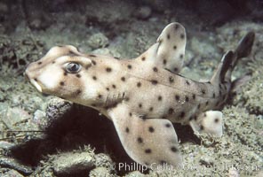 Horn shark, Heterodontus francisci, San Clemente Island