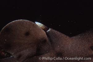 Horn shark dorsal barb. California, USA, Heterodontus francisci, natural history stock photograph, photo id 04989