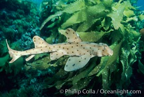 Horn shark, Heterodontus francisci