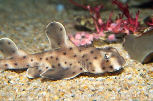 Juvenile horn shark, Heterodontus francisci