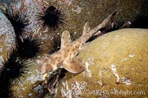 Juvenile horn shark, Heterodontus francisci, Guadalupe Island (Isla Guadalupe)