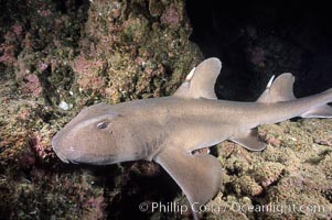 Horn shark, Heterodontus francisci, Guadalupe Island (Isla Guadalupe)