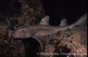 Horn shark, Heterodontus francisci, Guadalupe Island (Isla Guadalupe)