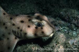 Horn shark, Heterodontus francisci