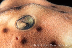 Horn shark eye, Heterodontus francisci