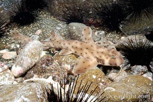 Juvenile horn shark, Heterodontus francisci, Guadalupe Island (Isla Guadalupe)