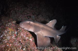 Horn shark, Heterodontus francisci, Guadalupe Island (Isla Guadalupe)