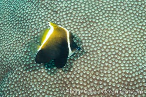 Horned Bannerfish, Heniochus varius, Humphead Bannerfish, Fiji, Makogai Island, Lomaiviti Archipelago