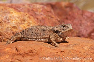 Horned lizard.  When threatened, the horned lizard can squirt blood from its eye at an attacker up to 5 feet away, Phrynosoma, Amado, Arizona