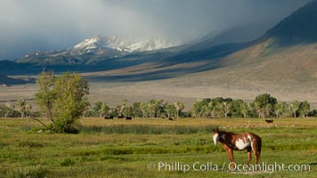 Horse and meadow near Round Valley, with Sierra Nevada mountains in the distance, Bishop, California