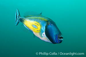 Horseshoe Leatherjacket, Meuschenia hippocrepis, Kangaroo Island, South Australia, Meuschenia hippocrepis