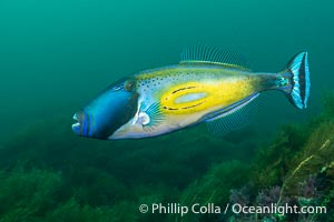 Horseshoe Leatherjacket, Meuschenia hippocrepis, Kangaroo Island, South Australia, Meuschenia hippocrepis