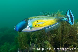 Horseshoe Leatherjacket, Meuschenia hippocrepis, Kangaroo Island, South Australia, Meuschenia hippocrepis