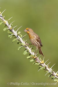 House finch, immature, Carpodacus mexicanus, Amado, Arizona