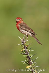 House finch, male.