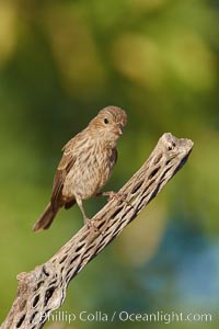 House finch, female, Carpodacus mexicanus, Amado, Arizona