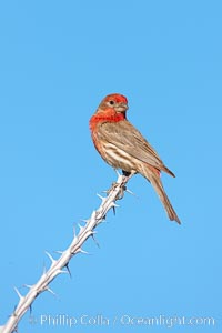 House finch, male, Carpodacus mexicanus, Amado, Arizona