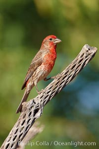 House finch, male, Carpodacus mexicanus, Amado, Arizona