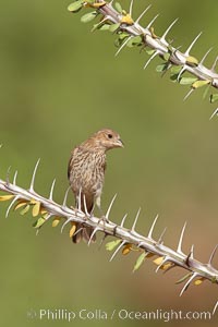 House finch, female, Carpodacus mexicanus, Amado, Arizona