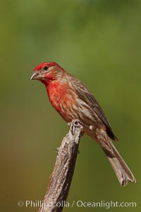 House finch, male, Carpodacus mexicanus, Amado, Arizona