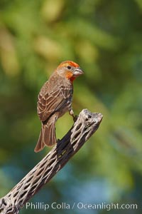 House finch, immature, Carpodacus mexicanus, Amado, Arizona