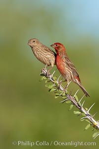 House finch, male, Carpodacus mexicanus, Amado, Arizona