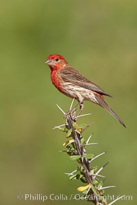 House finch, male, Carpodacus mexicanus, Amado, Arizona