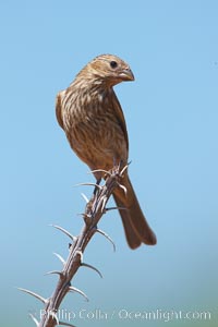 House finch, female, Carpodacus mexicanus, Amado, Arizona