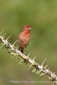 House finch, male, Carpodacus mexicanus, Amado, Arizona