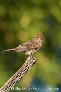 House finch, female.