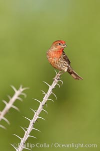 House finch, male, Carpodacus mexicanus, Amado, Arizona