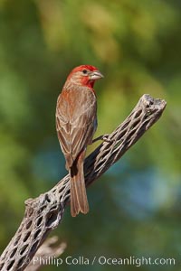 House finch, male, Carpodacus mexicanus, Amado, Arizona