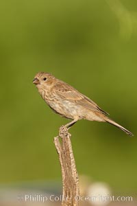 House finch, female, Carpodacus mexicanus, Amado, Arizona