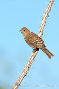 House finch, female, Carpodacus mexicanus, Amado, Arizona