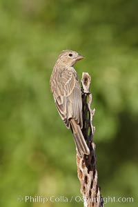 House finch, female, Carpodacus mexicanus, Amado, Arizona