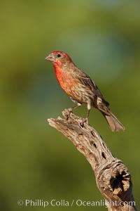 House finch, male, Carpodacus mexicanus, Amado, Arizona