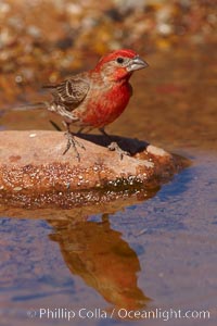 House finch, male, Carpodacus mexicanus, Amado, Arizona