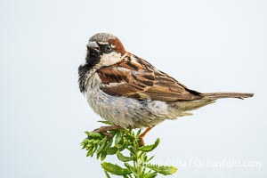 House sparrow, Passer domesticus, La Jolla