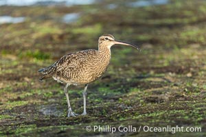 Hudsonian Whimbrel foraging in tide pools, La Jolla, Numenius phaeopus