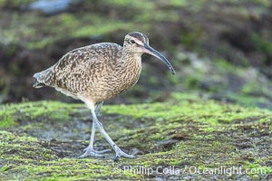 Hudsonian Whimbrel foraging in tide pools, La Jolla, Numenius phaeopus