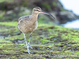 Hudsonian Whimbrel foraging in tide pools, La Jolla, Numenius phaeopus