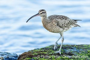 Hudsonian Whimbrel foraging in tide pools, La Jolla, Numenius phaeopus