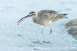 Hudsonian Whimbrel foraging in tide pools, La Jolla, Numenius phaeopus