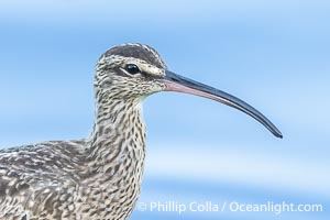 Whimbrel Portrait, La Jolla, Numenius phaeopus