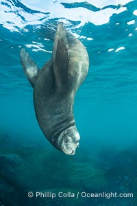 Huge California Sea Lion Male Underwater, a bull, patrolling his breeding harem and territory, Coronado Islands, Mexico. His sagittal crest, the bony bump on his head that distinguishes adult male sea lions, is clearly seen.  This particular sea lion bears an orange tag on his left foreflipper, probably as a result of rescue and release as a young sea lion years earlier, Zalophus californianus, Coronado Islands (Islas Coronado)