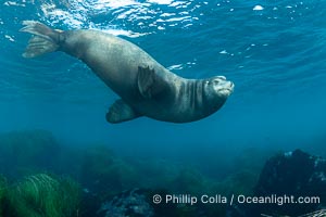 Huge California Sea Lion Male Underwater, a bull, patrolling his breeding harem and territory, Coronado Islands, Mexico. His sagittal crest, the bony bump on his head that distinguishes adult male sea lions, is clearly seen.  This particular sea lion bears an orange tag on his left foreflipper, probably as a result of rescue and release as a young sea lion years earlier, Zalophus californianus, Coronado Islands (Islas Coronado)