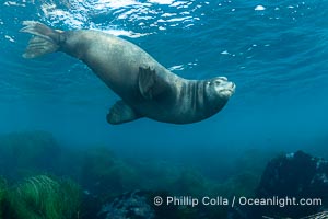 Huge California Sea Lion Male Underwater, a bull, patrolling his breeding harem and territory, Coronado Islands, Mexico. His sagittal crest, the bony bump on his head that distinguishes adult male sea lions, is clearly seen.  This particular sea lion bears an orange tag on his left foreflipper, probably as a result of rescue and release as a young sea lion years earlier, Zalophus californianus, Coronado Islands (Islas Coronado)