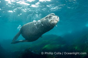 Huge California Sea Lion Male Underwater, a bull, patrolling his breeding harem and territory, Coronado Islands, Mexico. His sagittal crest, the bony bump on his head that distinguishes adult male sea lions, is clearly seen.  This particular sea lion bears an orange tag on his left foreflipper, probably as a result of rescue and release as a young sea lion years earlier, Zalophus californianus, Coronado Islands (Islas Coronado)