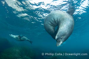 Huge California Sea Lion Male Underwater, a bull, patrolling his breeding harem and territory, Coronado Islands, Mexico. His sagittal crest, the bony bump on his head that distinguishes adult male sea lions, is clearly seen.  This particular sea lion bears an orange tag on his left foreflipper, probably as a result of rescue and release as a young sea lion years earlier, Zalophus californianus, Coronado Islands (Islas Coronado)