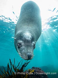 Huge California Sea Lion Male Underwater, a bull, patrolling his breeding harem and territory, Coronado Islands, Mexico. His sagittal crest, the bony bump on his head that distinguishes adult male sea lions, is clearly seen.  This particular sea lion bears an orange tag on his left foreflipper, probably as a result of rescue and release as a young sea lion years earlier, Zalophus californianus, Coronado Islands (Islas Coronado)